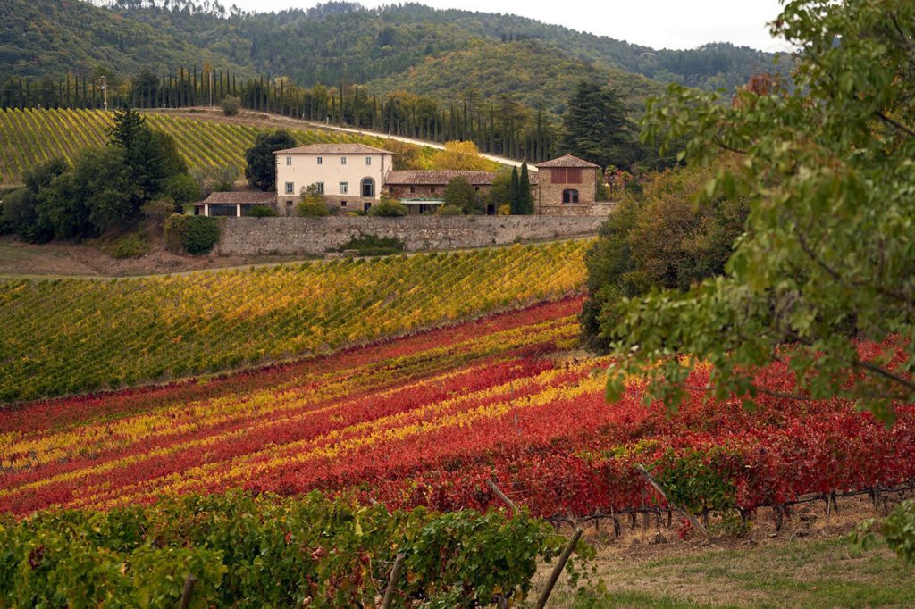 Autumn in Tuscany Autumn colors in a Tuscan vineyard
